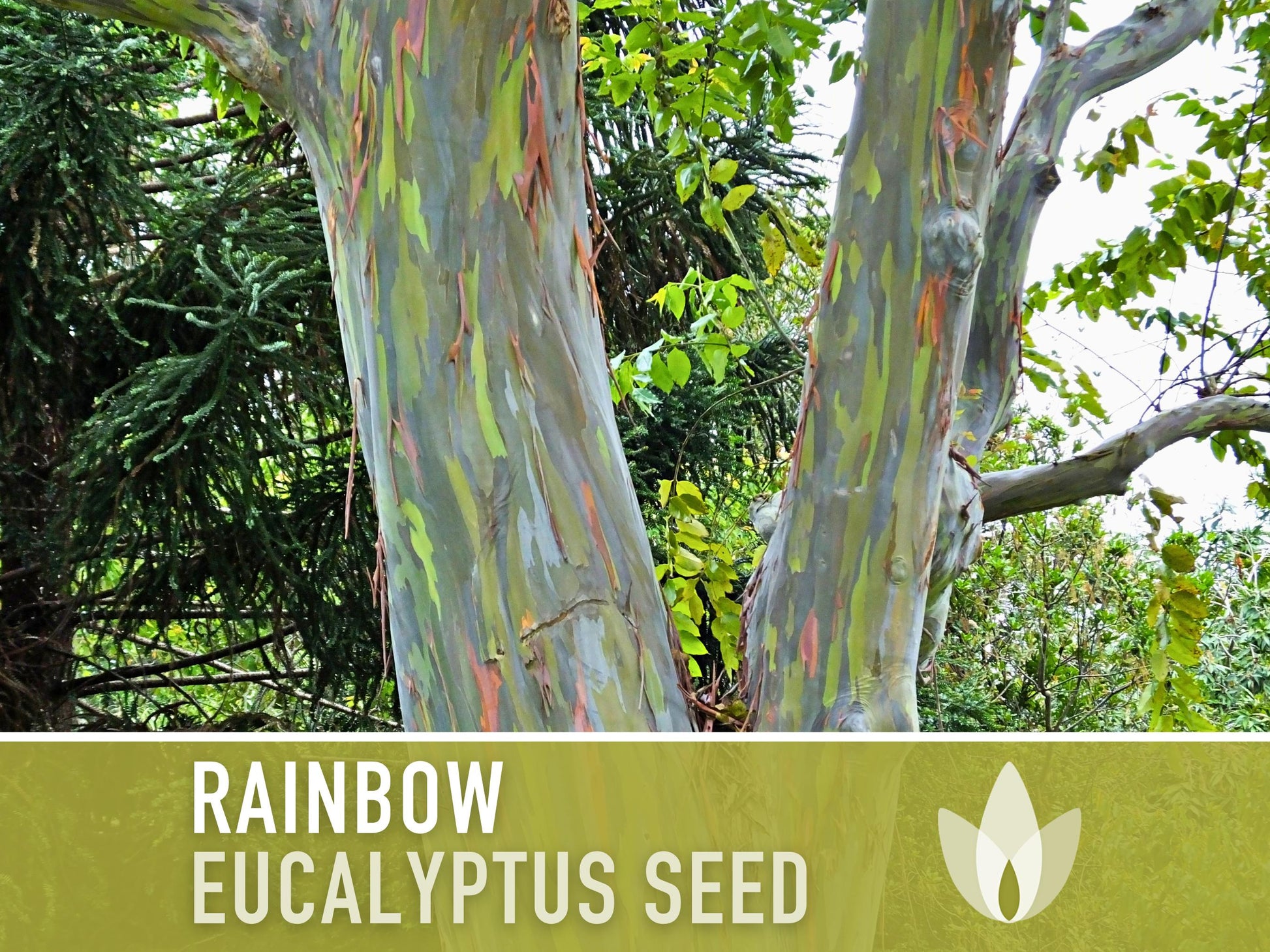 Eucalyptus Rainbow Gum Tree - 100 Seeds - Heirloom Seeds, Indonesian Gum, Fast Growing, Ornamental, Shade Tree, Eucalyptus Deglupta, Non-GMO