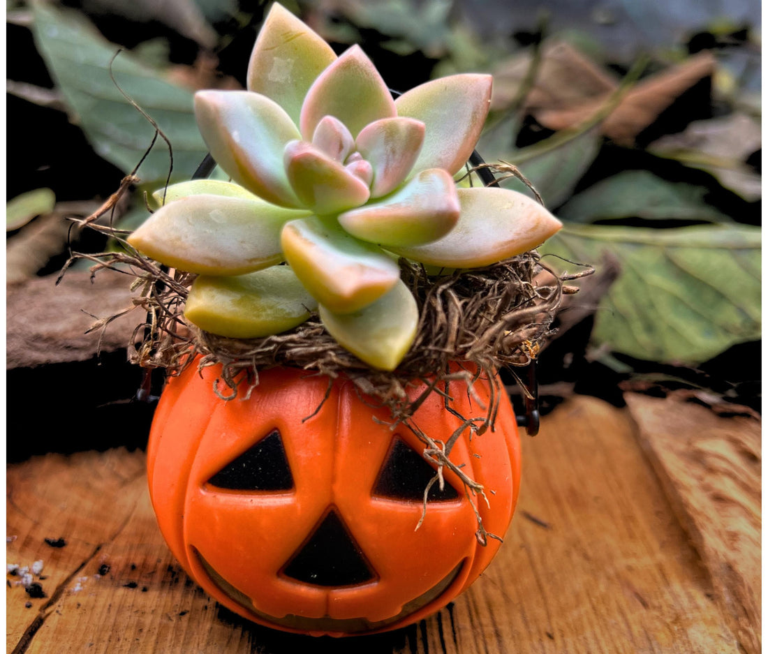 Mini Halloween Succulent: Spooky Jack O' Lantern Plant Decor