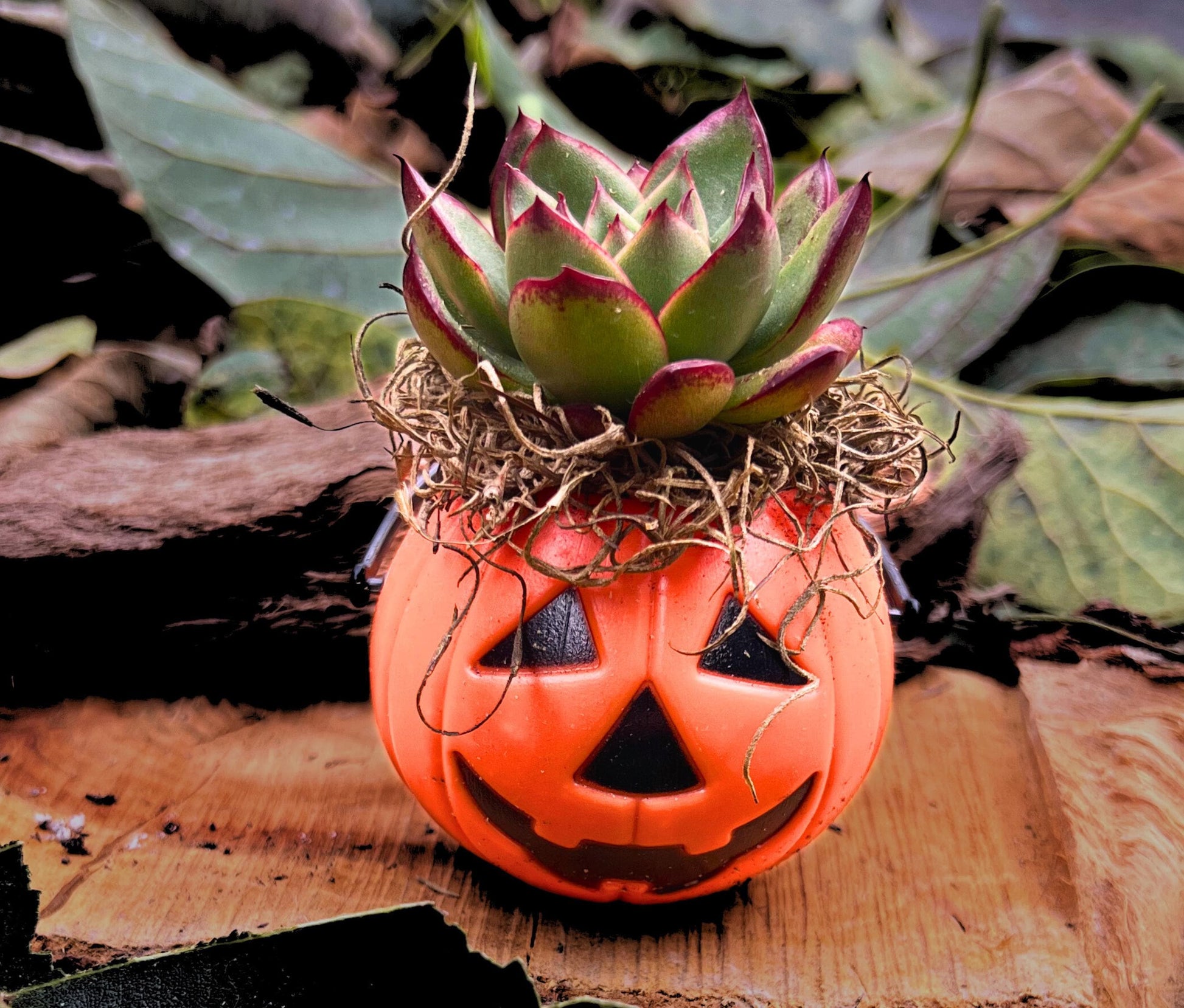 Mini Halloween Succulent: Spooky Jack O' Lantern Plant Decor