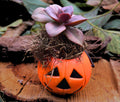 Mini Halloween Succulent: Spooky Jack O' Lantern Plant Decor