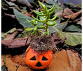 Mini Halloween Succulent: Spooky Jack O' Lantern Plant Decor