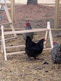 Chicken Roost, Medium size