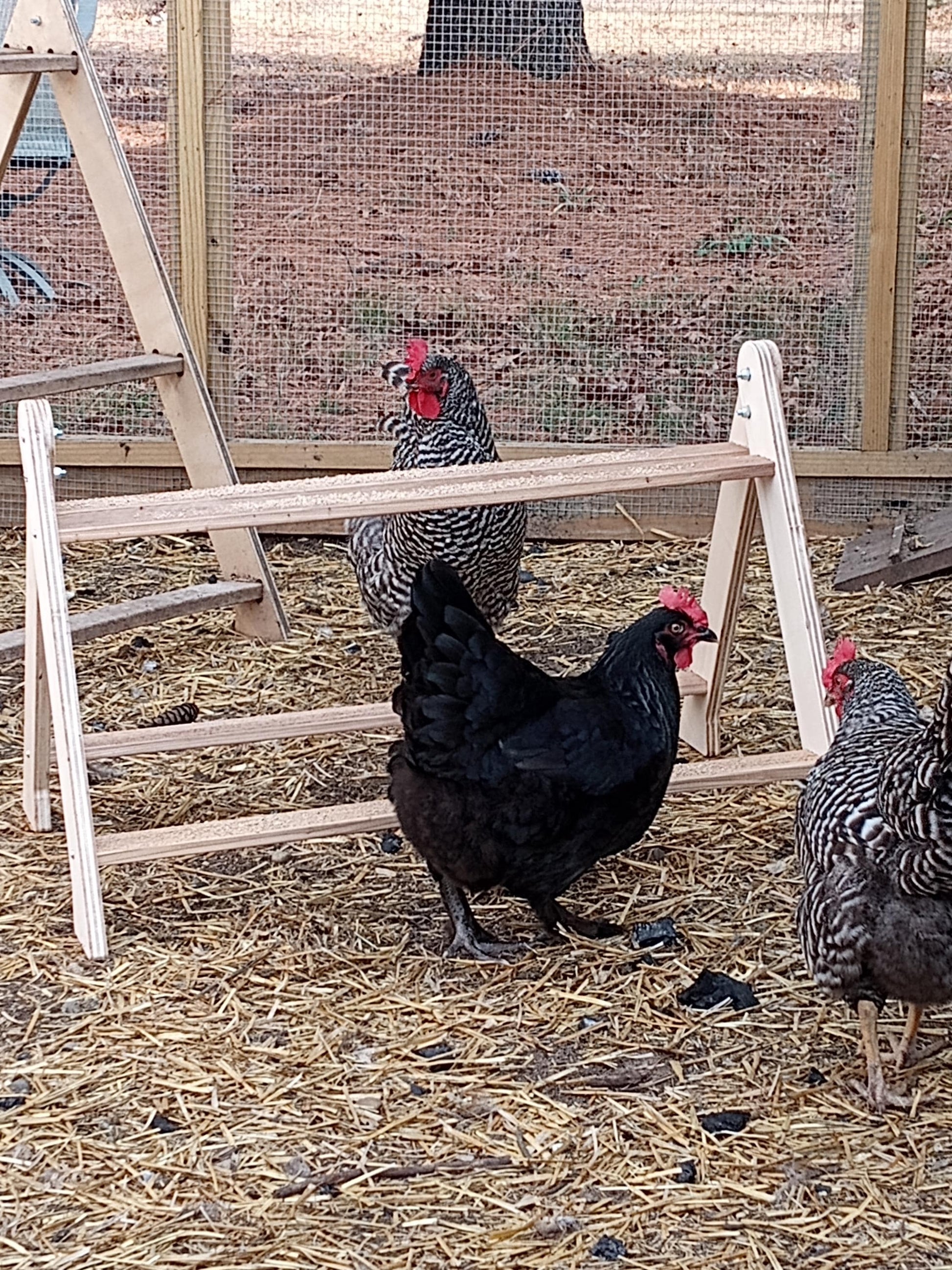 Chicken Roost, Medium size