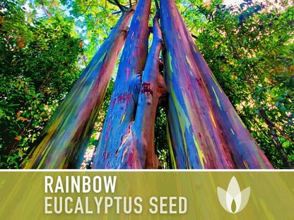 Eucalyptus Rainbow Gum Tree - 100 Seeds - Heirloom Seeds, Indonesian Gum, Fast Growing, Ornamental, Shade Tree, Eucalyptus Deglupta, Non-GMO