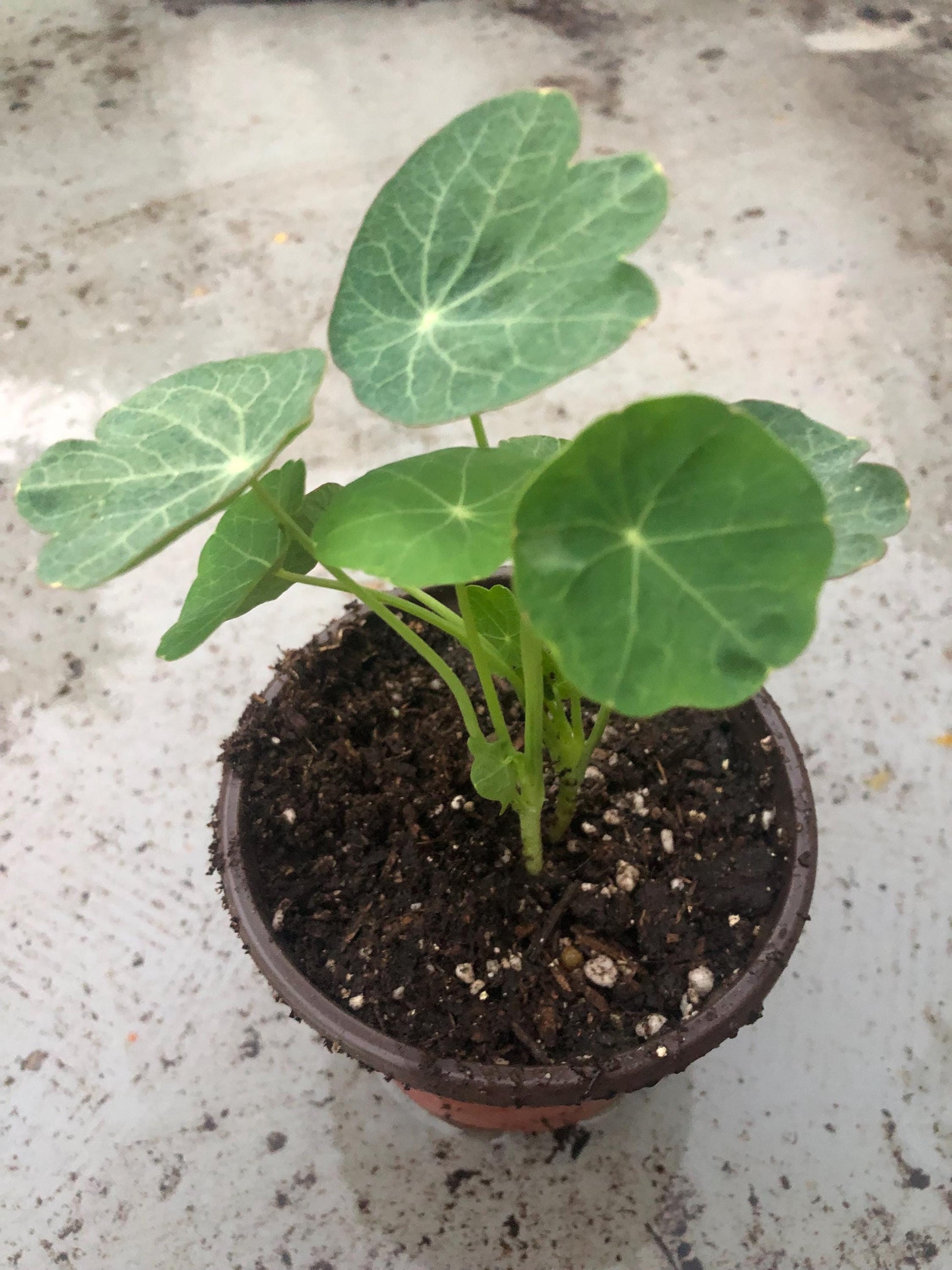 2 Nasturtiums live plants in a 4” pot/ edible flower nasturtiums/ kaleidoscope mix/ NON-GMO