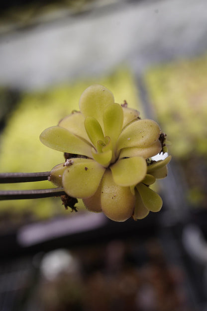 pinguicula agnata x potosiensis mexican butterwort carnivorous plant bare root starter
