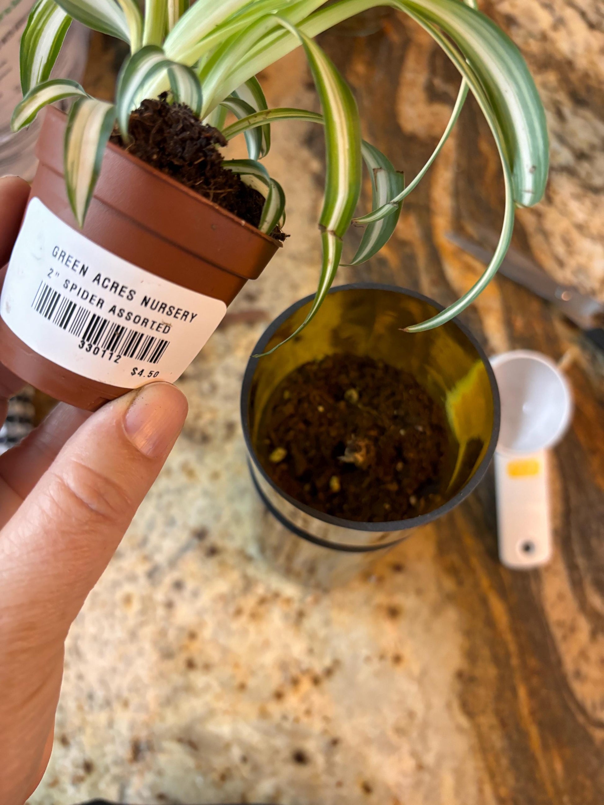 Etched African Violet Wine Bottle Hydro Planter (1) One - (Self Watering) Eco Friendly, Grow Indoors, Eco Planter, DIY Planter Kit