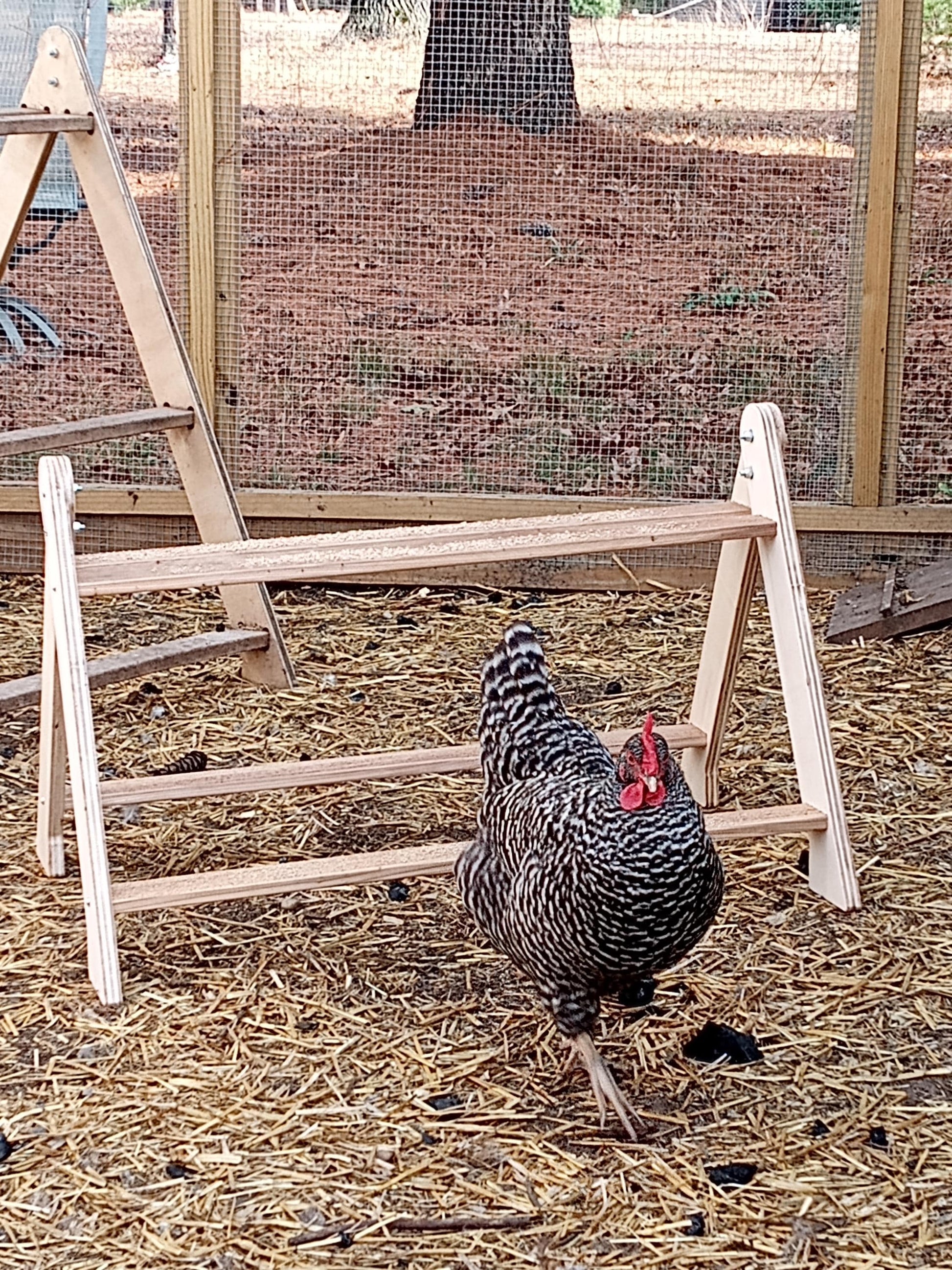 Chicken Roost, Medium size