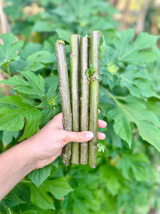 Mexican Sunflower Cuttings (Tithonia diversifolia) | Unrooted Starts w/ Growing Guide | Forage, Pollinators, Borders, Soil Health