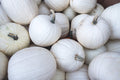 Black And White Pumpkin, Open Pollinated Seed Mix: Mountain River Seed Exclusive - Unique Pumpkins for Halloween Decor and Fall Displays!