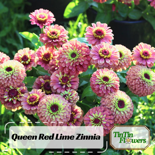 30 Seeds | Queen Red Lime Zinnia elegans Seeds - Authentic - Open-Pollinated -Organic -Flower Seeds - Mix Seeds to Plant -B5G1 #8223