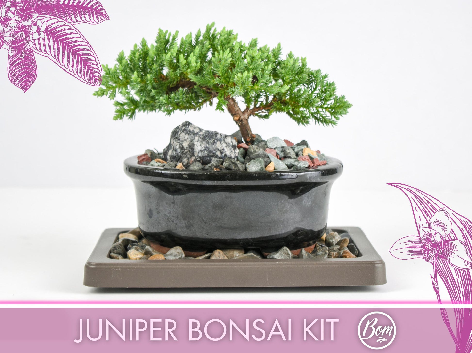 Juniper Bonsai Tree Kit RAVE REVIEWS 3-4 Years Old Juniper Procumbens 'Nana' Glazed Ceramic Indoor Gardening Live Houseplant Home Decor Gift