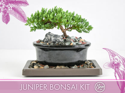 Juniper Bonsai Tree Kit RAVE REVIEWS 3-4 Years Old Juniper Procumbens 'Nana' Glazed Ceramic Indoor Gardening Live Houseplant Home Decor Gift