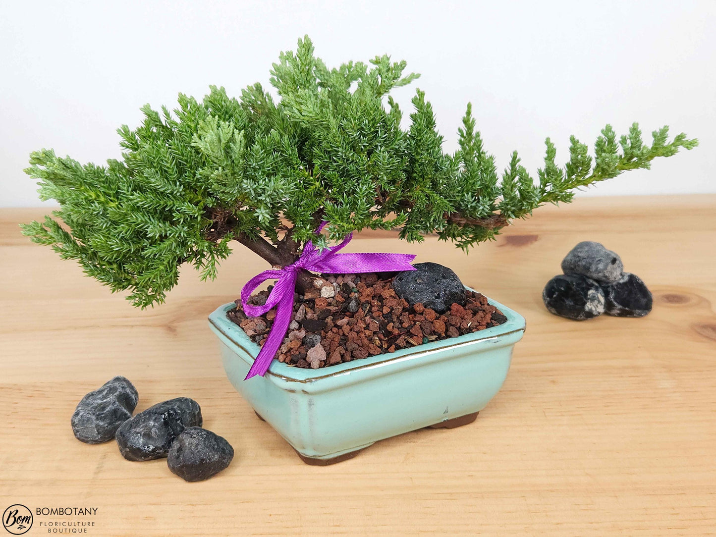 Juniper Bonsai Tree Kit RAVE REVIEWS 3-4 Years Old Juniper Procumbens 'Nana' Glazed Ceramic Indoor Gardening Live Houseplant Home Decor Gift