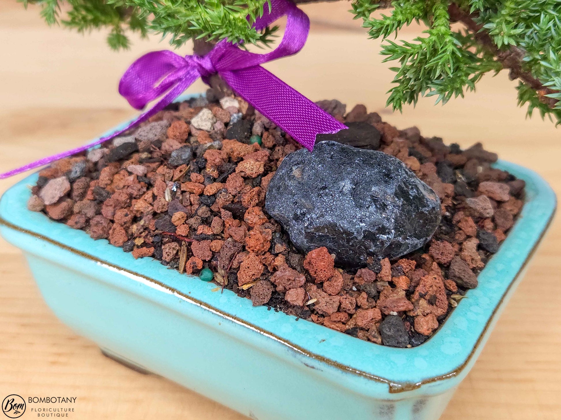 Juniper Bonsai Tree Kit RAVE REVIEWS 3-4 Years Old Juniper Procumbens 'Nana' Glazed Ceramic Indoor Gardening Live Houseplant Home Decor Gift