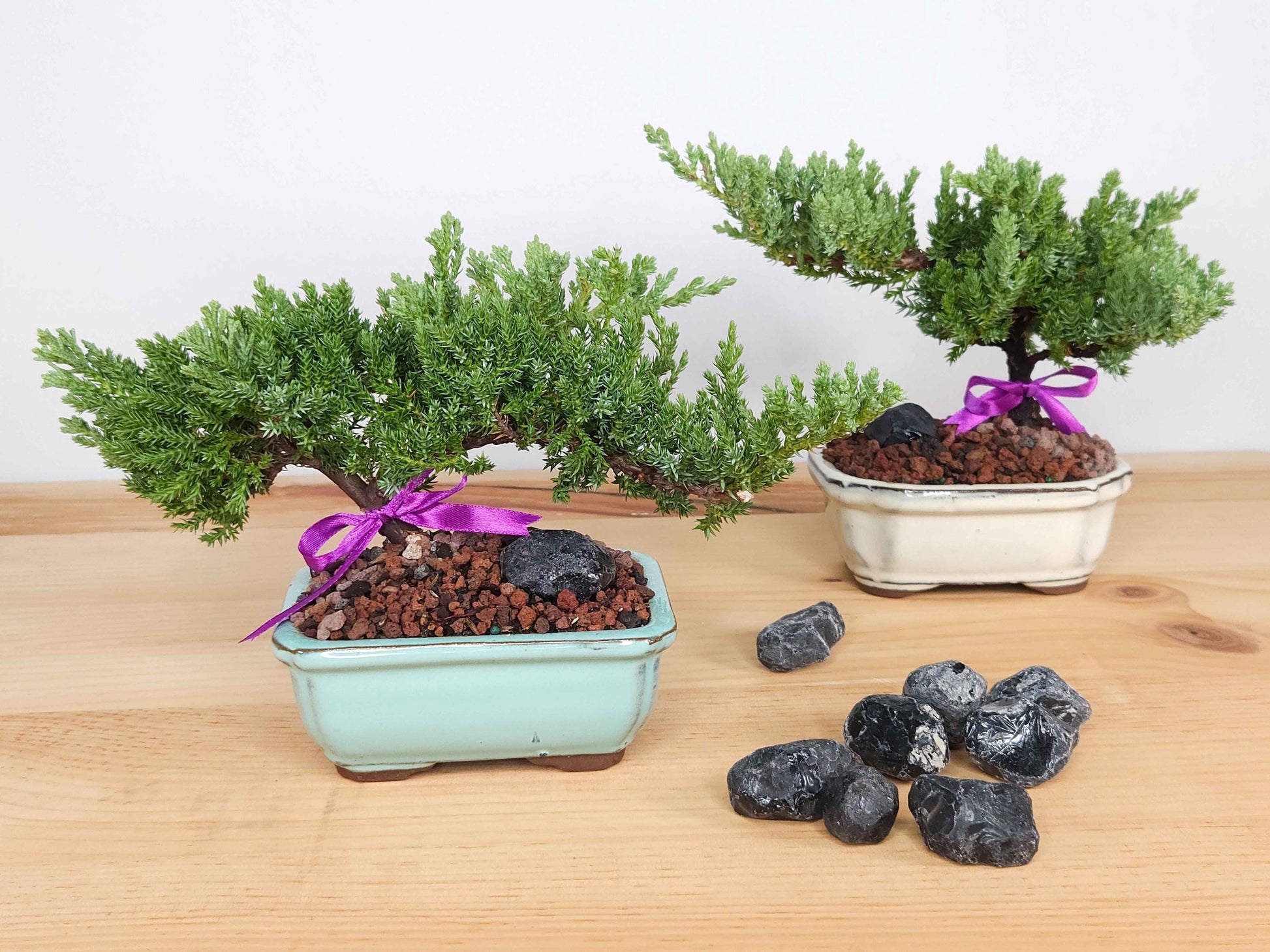 Juniper Bonsai Tree Kit RAVE REVIEWS 3-4 Years Old Juniper Procumbens 'Nana' Glazed Ceramic Indoor Gardening Live Houseplant Home Decor Gift