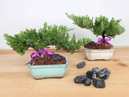 Juniper Bonsai Tree Kit RAVE REVIEWS 3-4 Years Old Juniper Procumbens 'Nana' Glazed Ceramic Indoor Gardening Live Houseplant Home Decor Gift