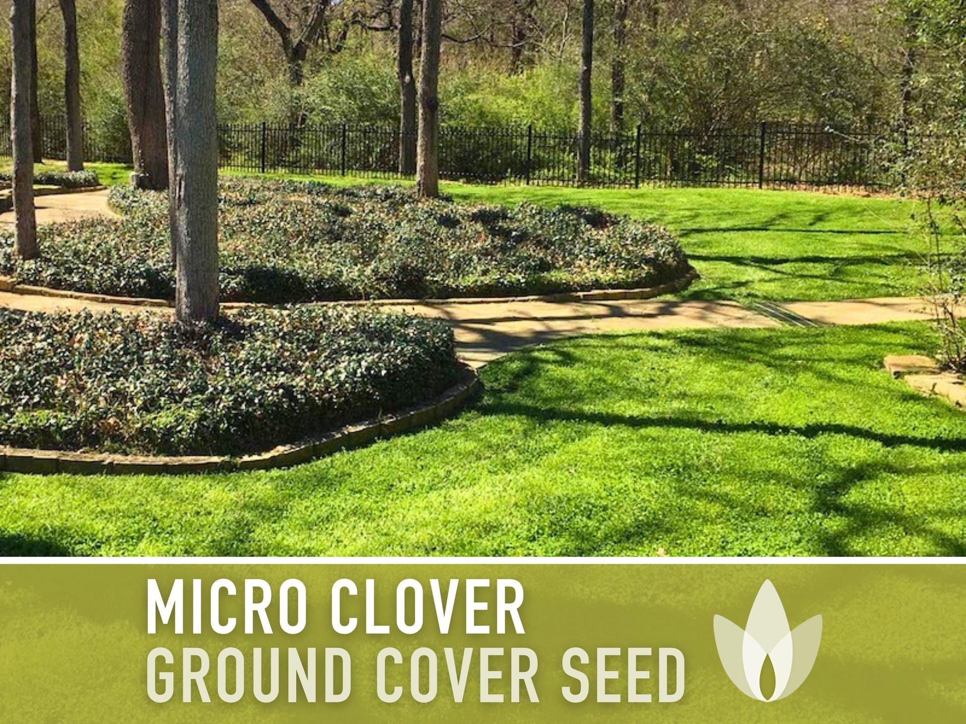Bulk Micro Clover (Mini) Ground Cover Seeds - 5,000+ White Clover Seeds, .5 oz, Lawn Alternative, Drought Tolerant, Erosion Control, Non-GMO
