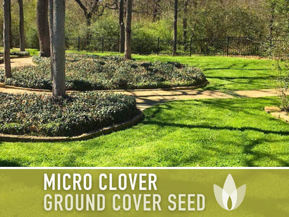Bulk Micro Clover (Mini) Ground Cover Seeds - 5,000+ White Clover Seeds, .5 oz, Lawn Alternative, Drought Tolerant, Erosion Control, Non-GMO