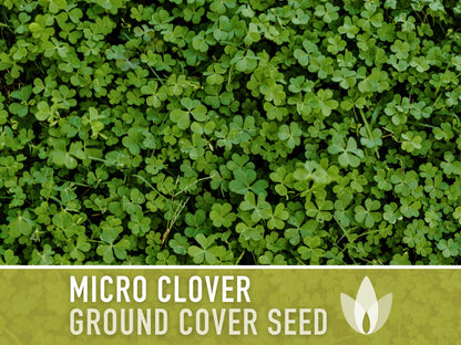 Bulk Micro Clover (Mini) Ground Cover Seeds - 5,000+ White Clover Seeds, .5 oz, Lawn Alternative, Drought Tolerant, Erosion Control, Non-GMO