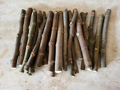Black Mission Fig - 30 bulk Unrooted Cuttings