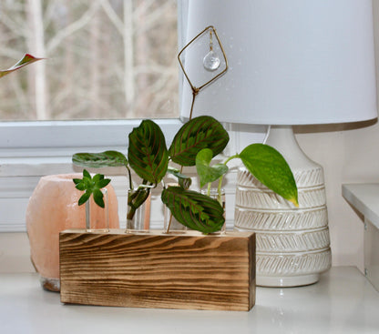 Plant Propagation Gift Includes Glass Vial* Free Shipping Included in the USA 8 Hydroponic Plant Holder Accessory Desk Decor