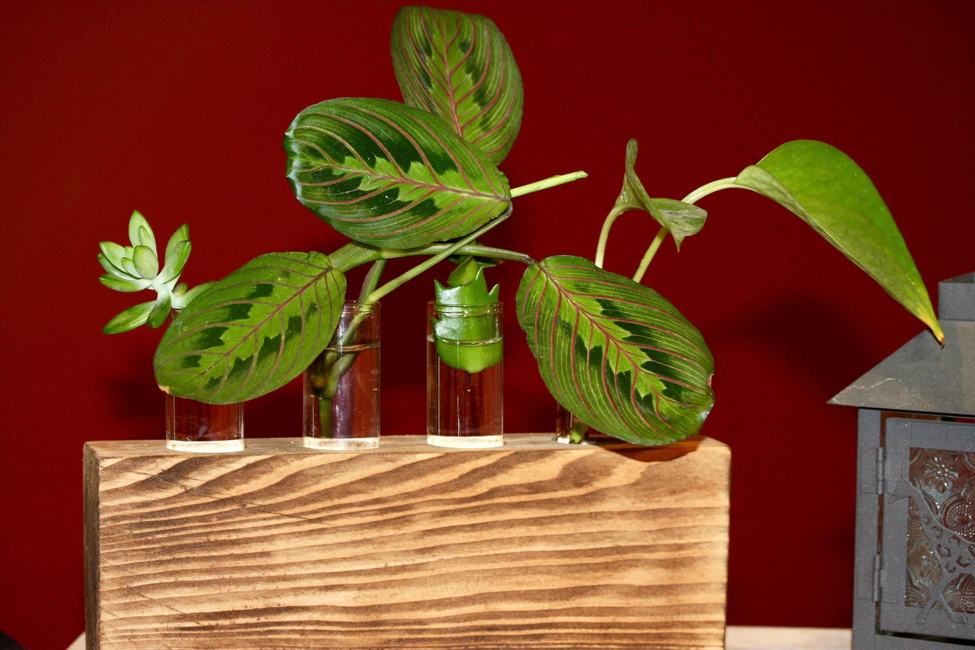 Plant Propagation Gift Includes Glass Vial* Free Shipping Included in the USA 8 Hydroponic Plant Holder Accessory Desk Decor