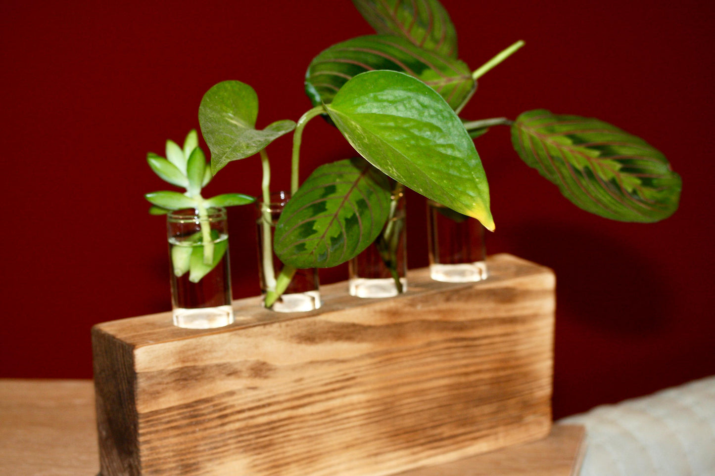 Plant Propagation Gift Includes Glass Vial* Free Shipping Included in the USA 8 Hydroponic Plant Holder Accessory Desk Decor