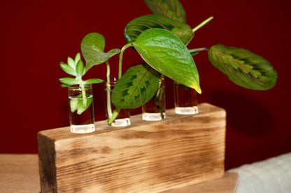 Plant Propagation Gift Includes Glass Vial* Free Shipping Included in the USA 8 Hydroponic Plant Holder Accessory Desk Decor