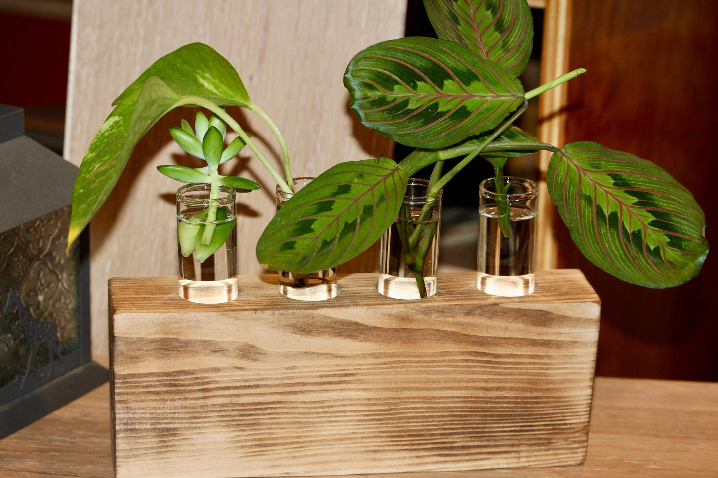 Plant Propagation Gift Includes Glass Vial* Free Shipping Included in the USA 8 Hydroponic Plant Holder Accessory Desk Decor