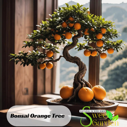 10 seeds| Bonsai Orange Tree Seeds - Perennial -Authentic Seeds-Flowers -Organic. Non GMO -Vegetable Seeds-Mix Seeds for Plant-B3G1#5005