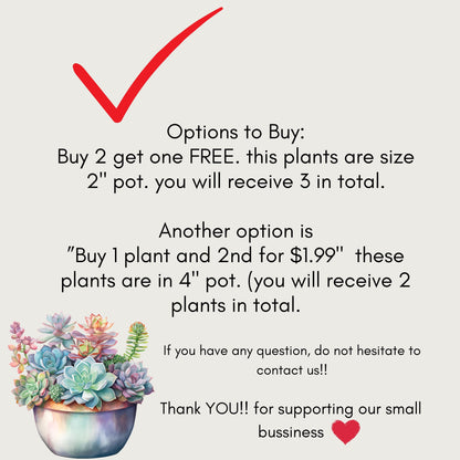 Rare Cotyledon pendens | unique Succulents | Mini succulent rooted and potted | Completely established plant