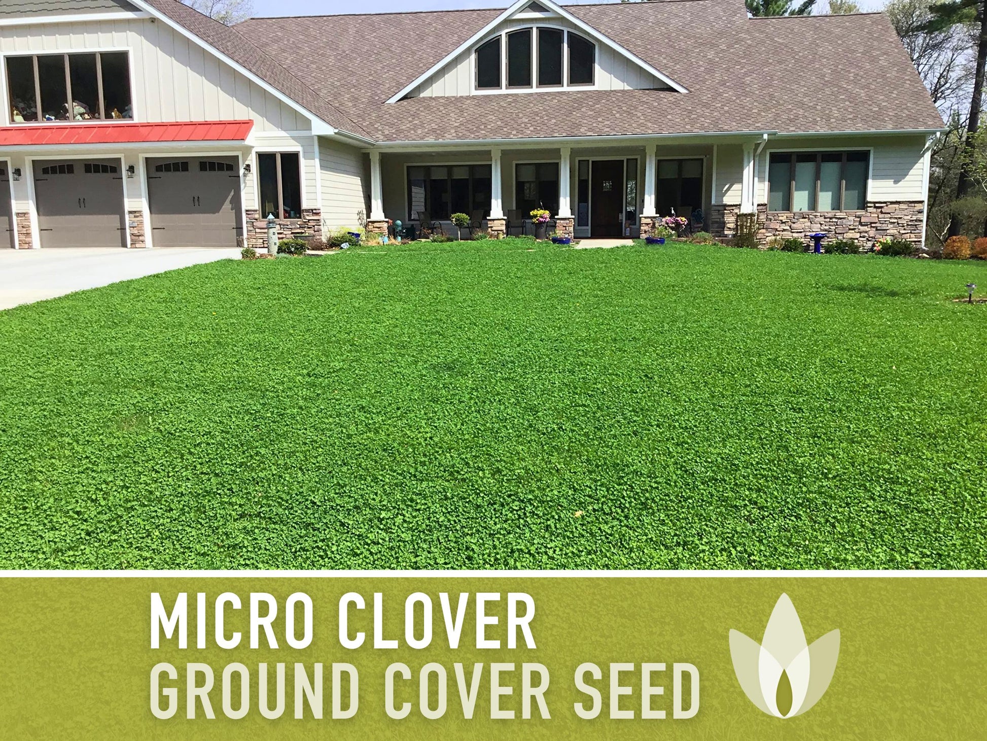Bulk Micro Clover (Mini) Ground Cover Seeds - 5,000+ White Clover Seeds, .5 oz, Lawn Alternative, Drought Tolerant, Erosion Control, Non-GMO