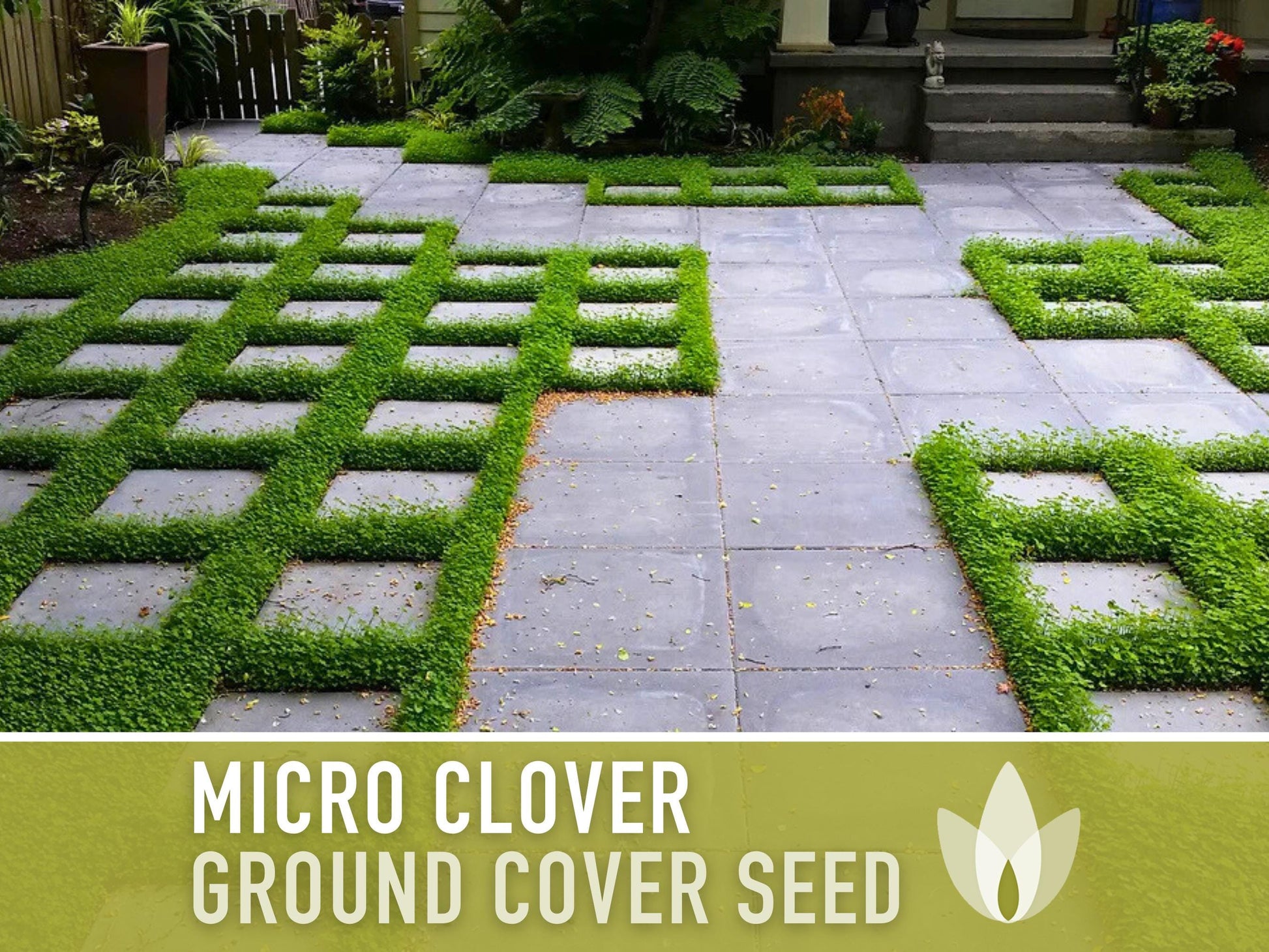 Bulk Micro Clover (Mini) Ground Cover Seeds - 5,000+ White Clover Seeds, .5 oz, Lawn Alternative, Drought Tolerant, Erosion Control, Non-GMO