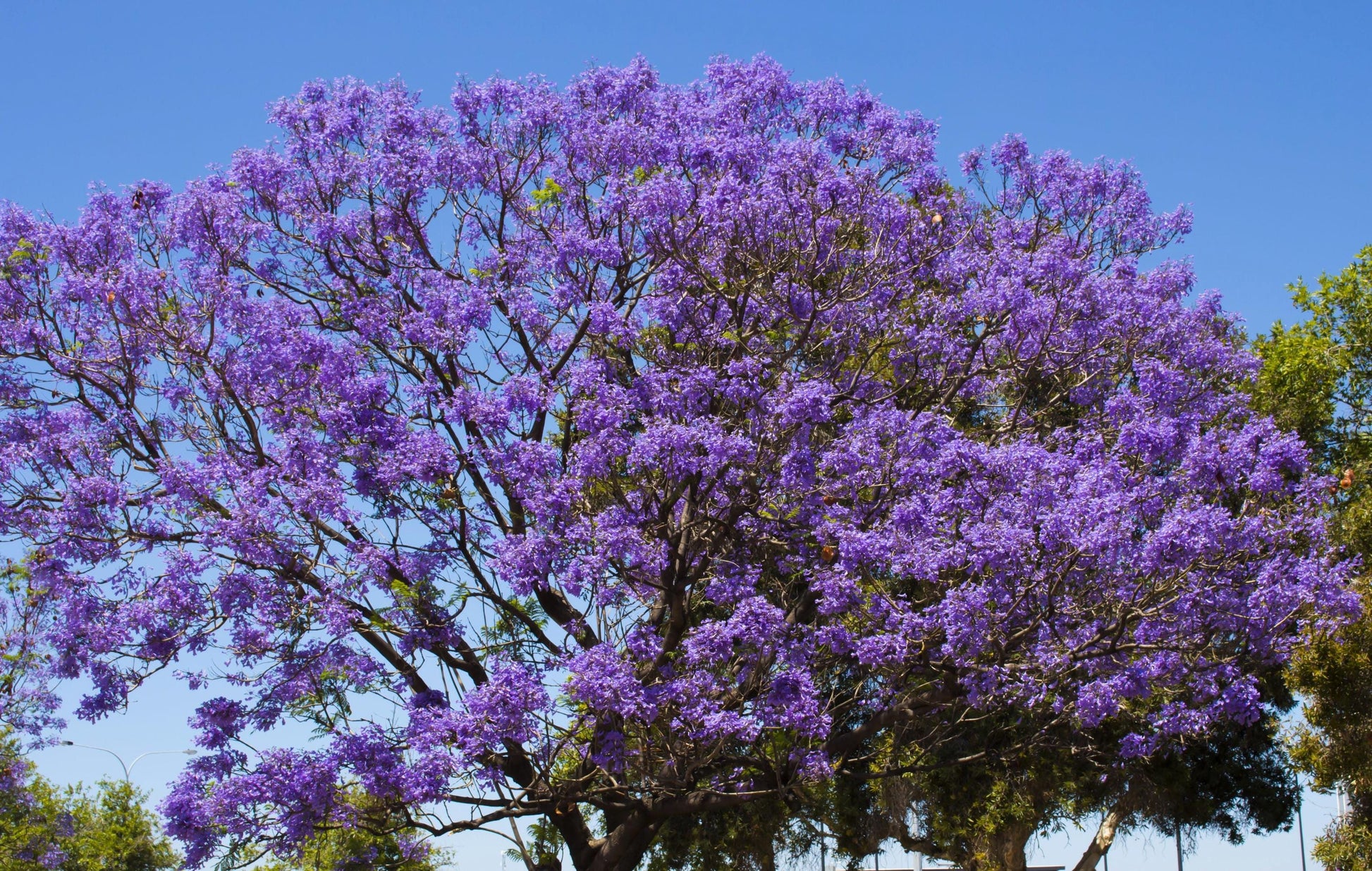 25 BLUE JACARANDA TREE ( Fern Tree / Brazilian Rose Wood / Green Ebony ) Jacaranda Mimosifolia Seeds