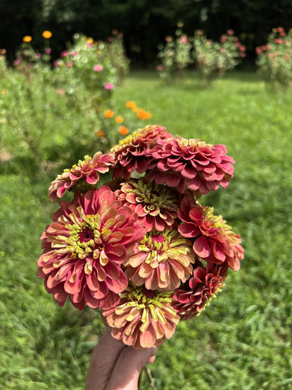 20 Organic QUEENY LIME Mix ZINNIA Elegans Mixed Colors Red Orange Yellow Pink Green Queen Flower Seeds
