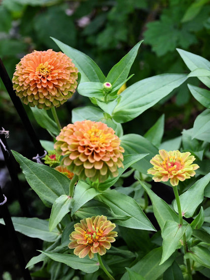 20 Organic QUEENY LIME Mix ZINNIA Elegans Mixed Colors Red Orange Yellow Pink Green Queen Flower Seeds