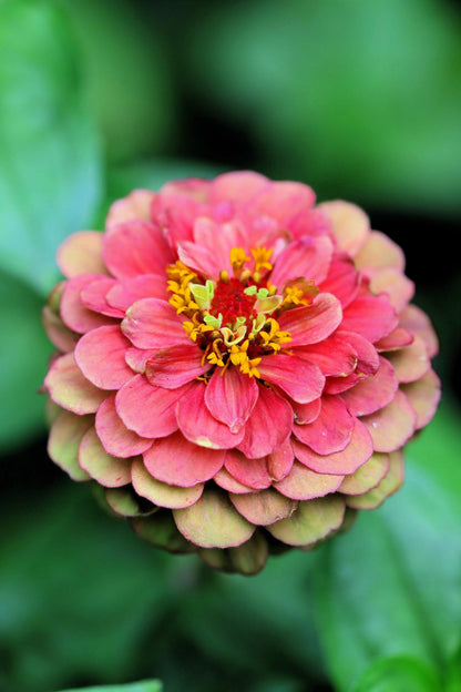 20 Organic QUEENY LIME Mix ZINNIA Elegans Mixed Colors Red Orange Yellow Pink Green Queen Flower Seeds