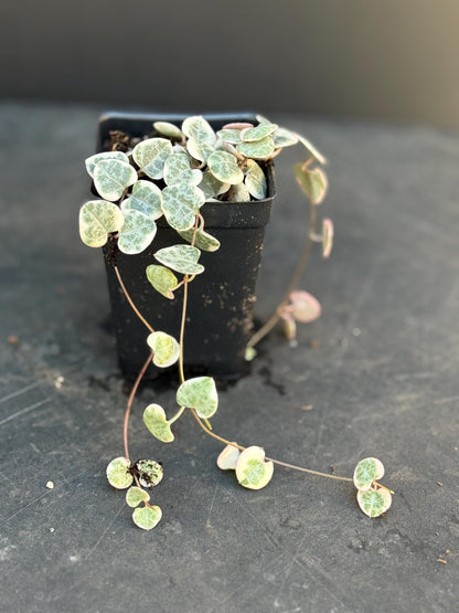 Super Sale Rare Pink Variegated String of Hearts Plant Live in Pot Perfect Gift House Plant ppp Low Light Indoor Plants