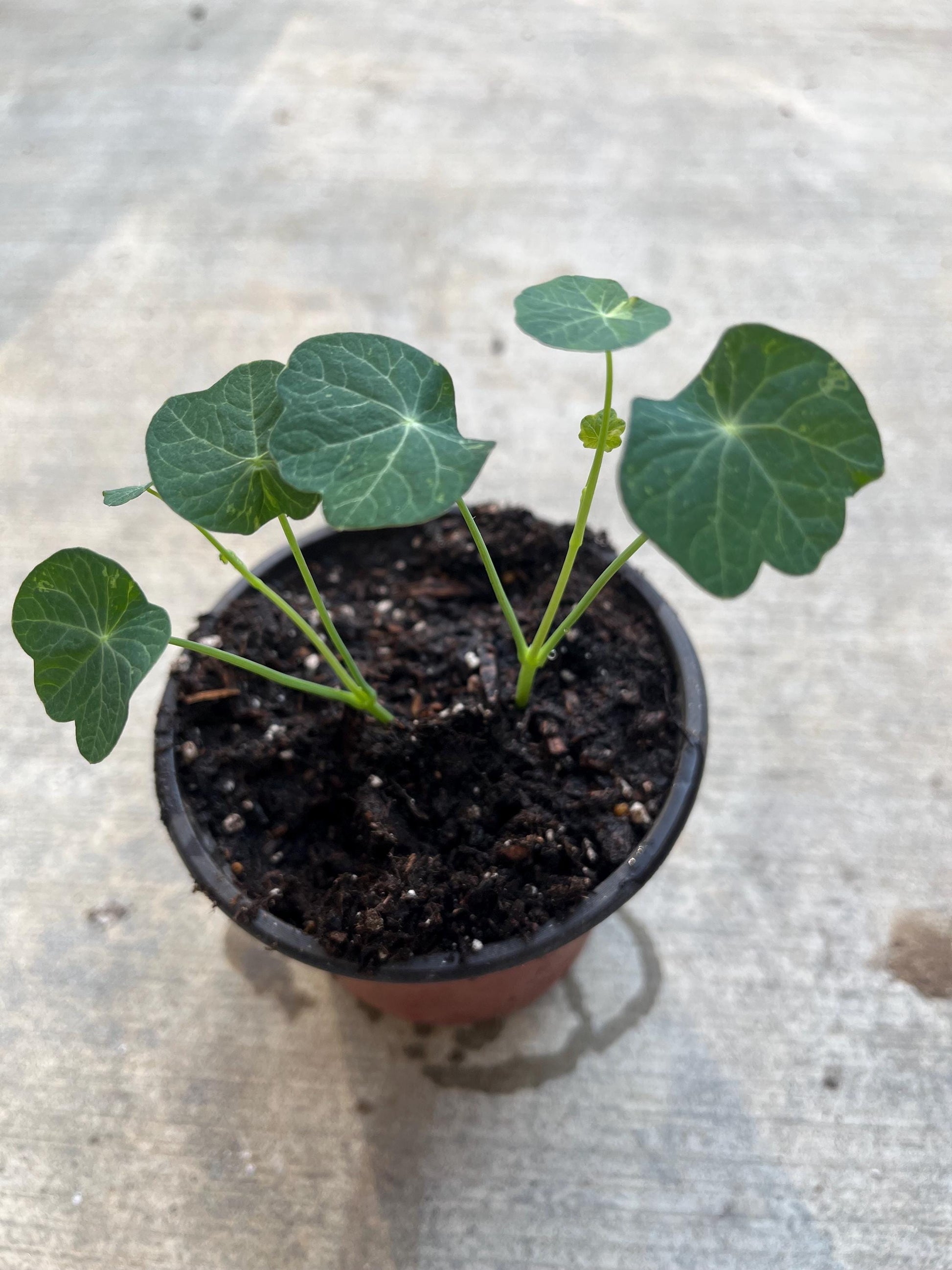 2 Nasturtiums live plants in a 4” pot/ edible flower nasturtiums/ kaleidoscope mix/ NON-GMO
