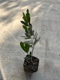 A dwarf olive live plants in a 4