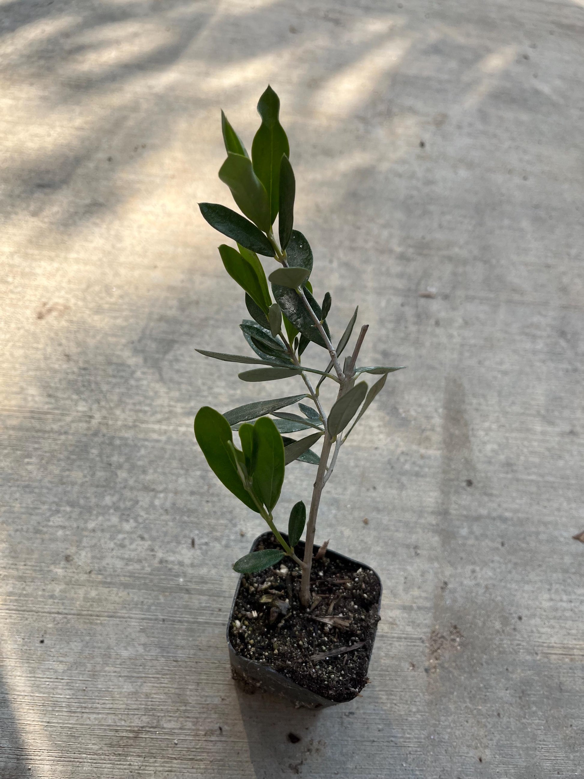A dwarf olive live plants in a 4" pot