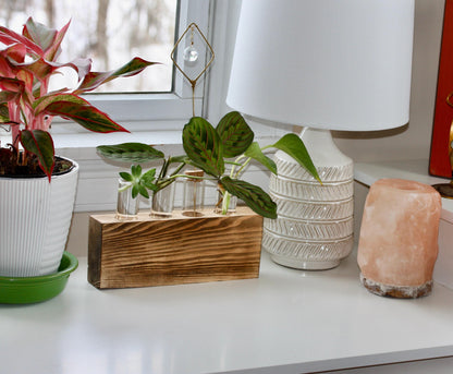 Plant Propagation Gift Includes Glass Vial* Free Shipping Included in the USA 8 Hydroponic Plant Holder Accessory Desk Decor