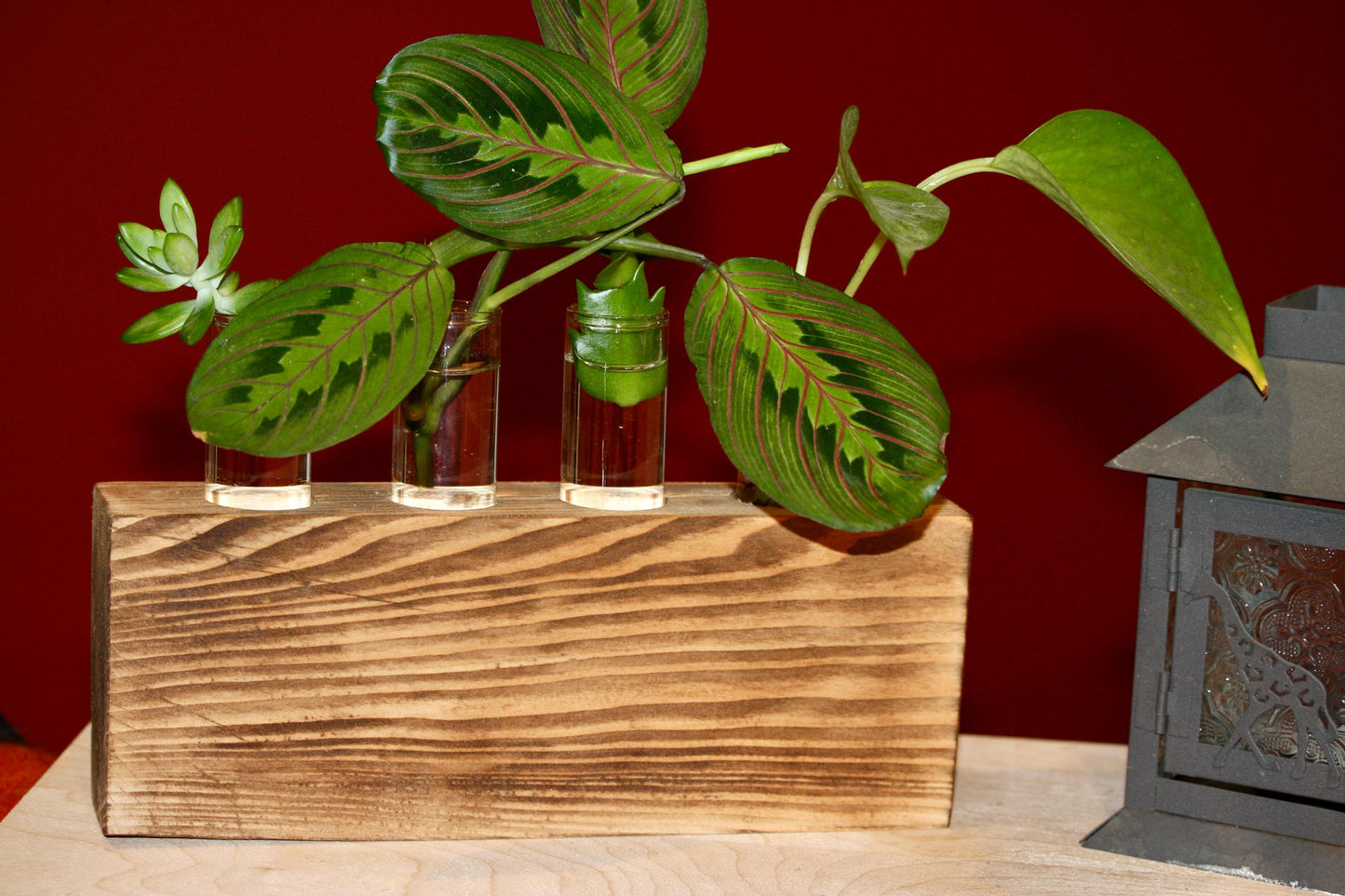 Plant Propagation Gift Includes Glass Vial* Free Shipping Included in the USA 8 Hydroponic Plant Holder Accessory Desk Decor