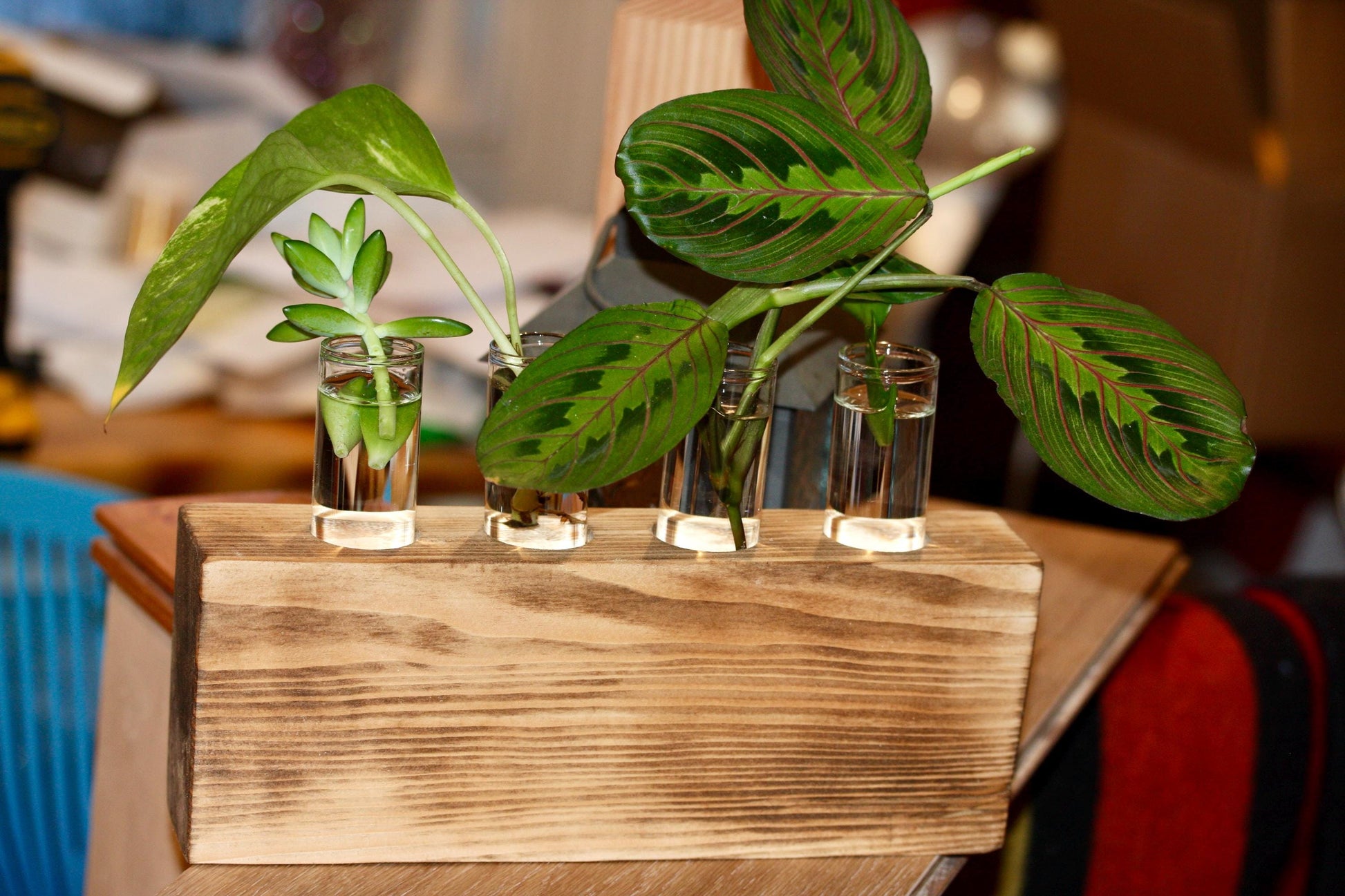 Plant Propagation Gift Includes Glass Vial* Free Shipping Included in the USA 8 Hydroponic Plant Holder Accessory Desk Decor