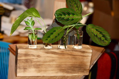 Plant Propagation Gift Includes Glass Vial* Free Shipping Included in the USA 8 Hydroponic Plant Holder Accessory Desk Decor