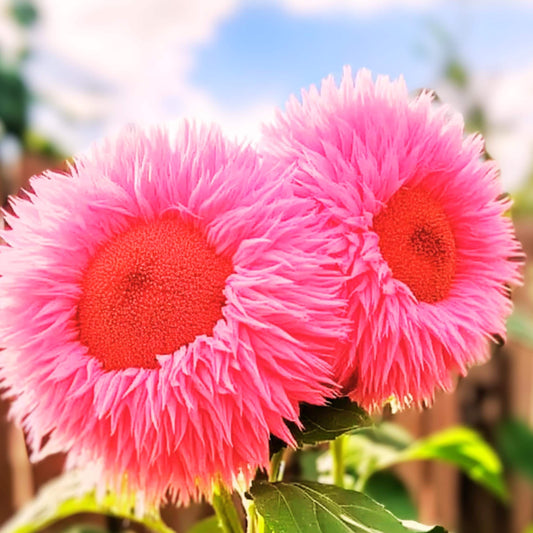 Pink Enchanting Giant Teddy Bear Sunflower 50 Seeds Giant Fluffy Sunflower Seeds - Easy-To-Grow, Stunning Blooms for Home & Garden