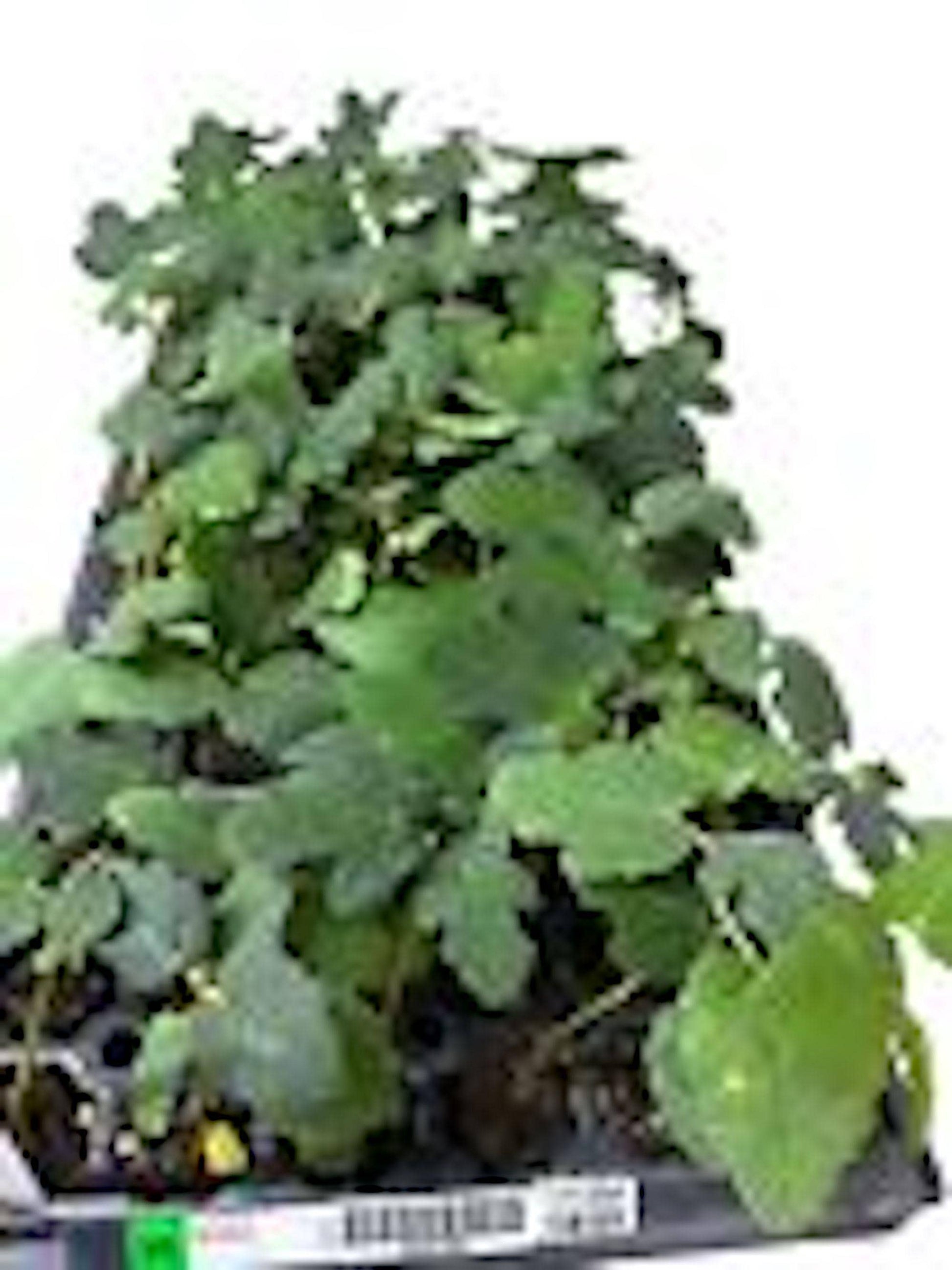 1 Fignomenal Dwarf Fig Tree Starter Plant Self Fertile Dwarf Fig Plant Perennial