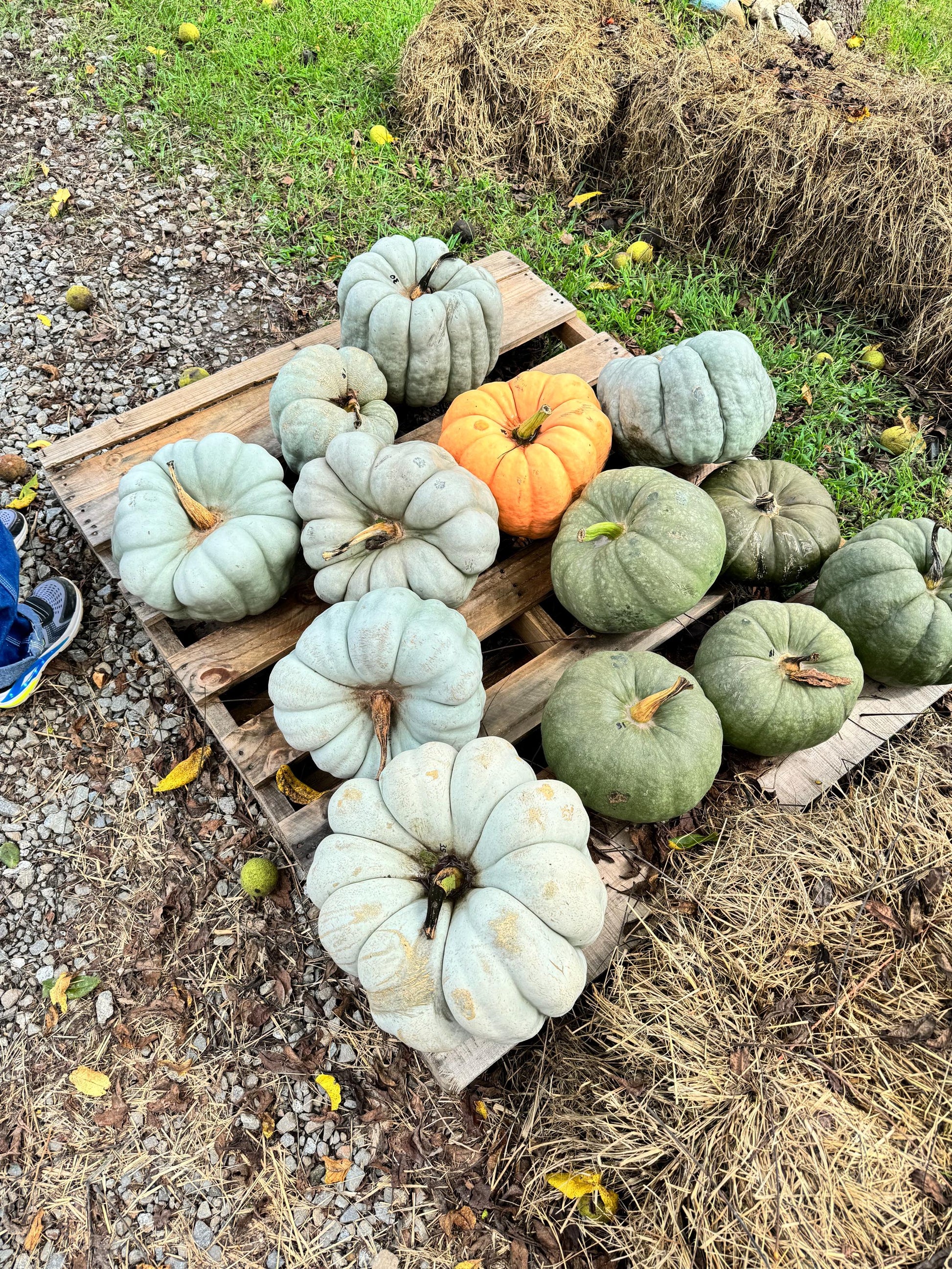 Rainbow Blend of Colorful Pumpkin Seeds: 10+ Uncommon Varieties (50+ Seeds)