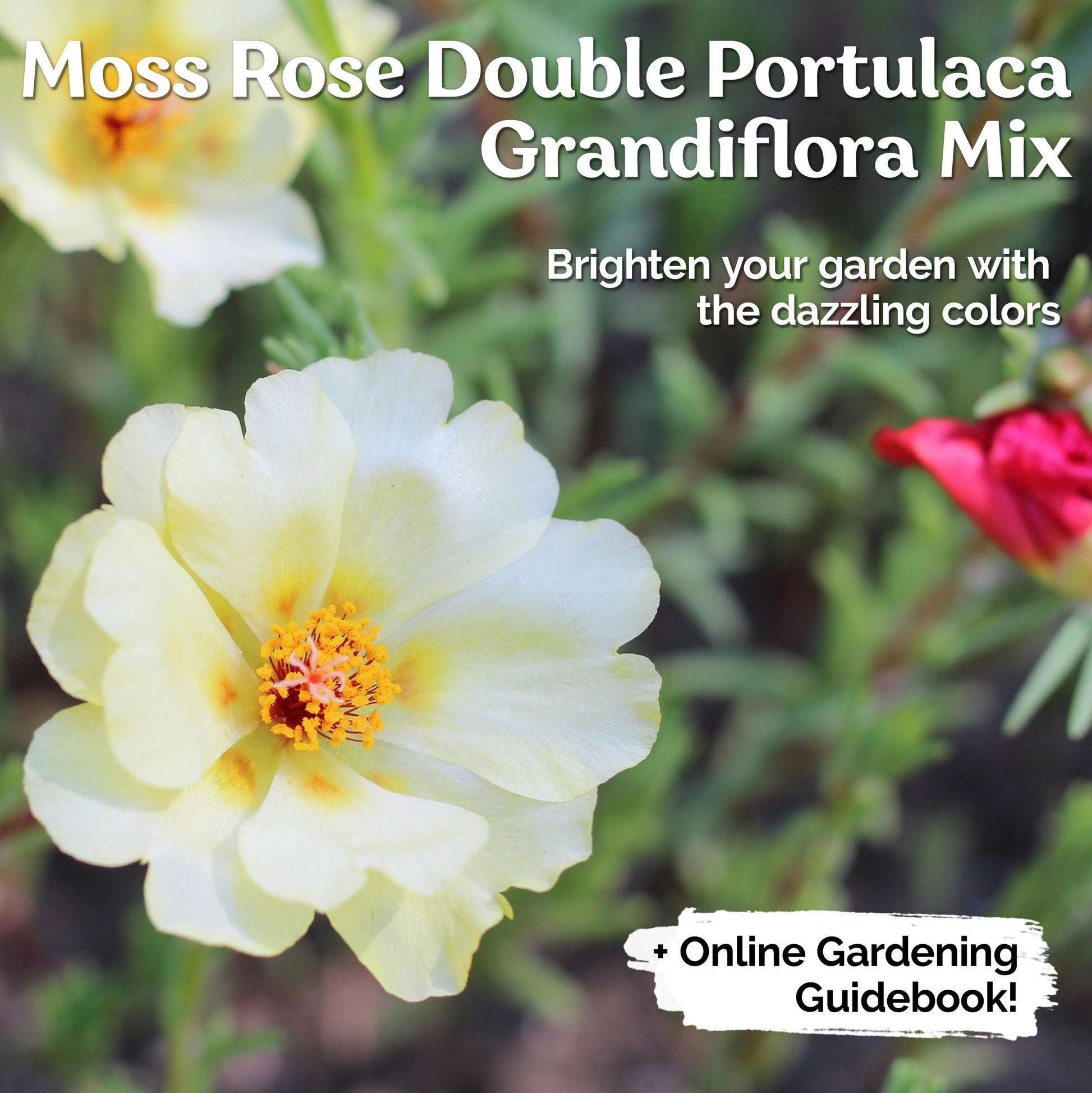 2000 PCS - Mix Double Moss Rose Seeds for Planting (Portulaca Grandiflora) - Non-GMO Heirloom Seeds, Purslane Flower Seeds for Planting